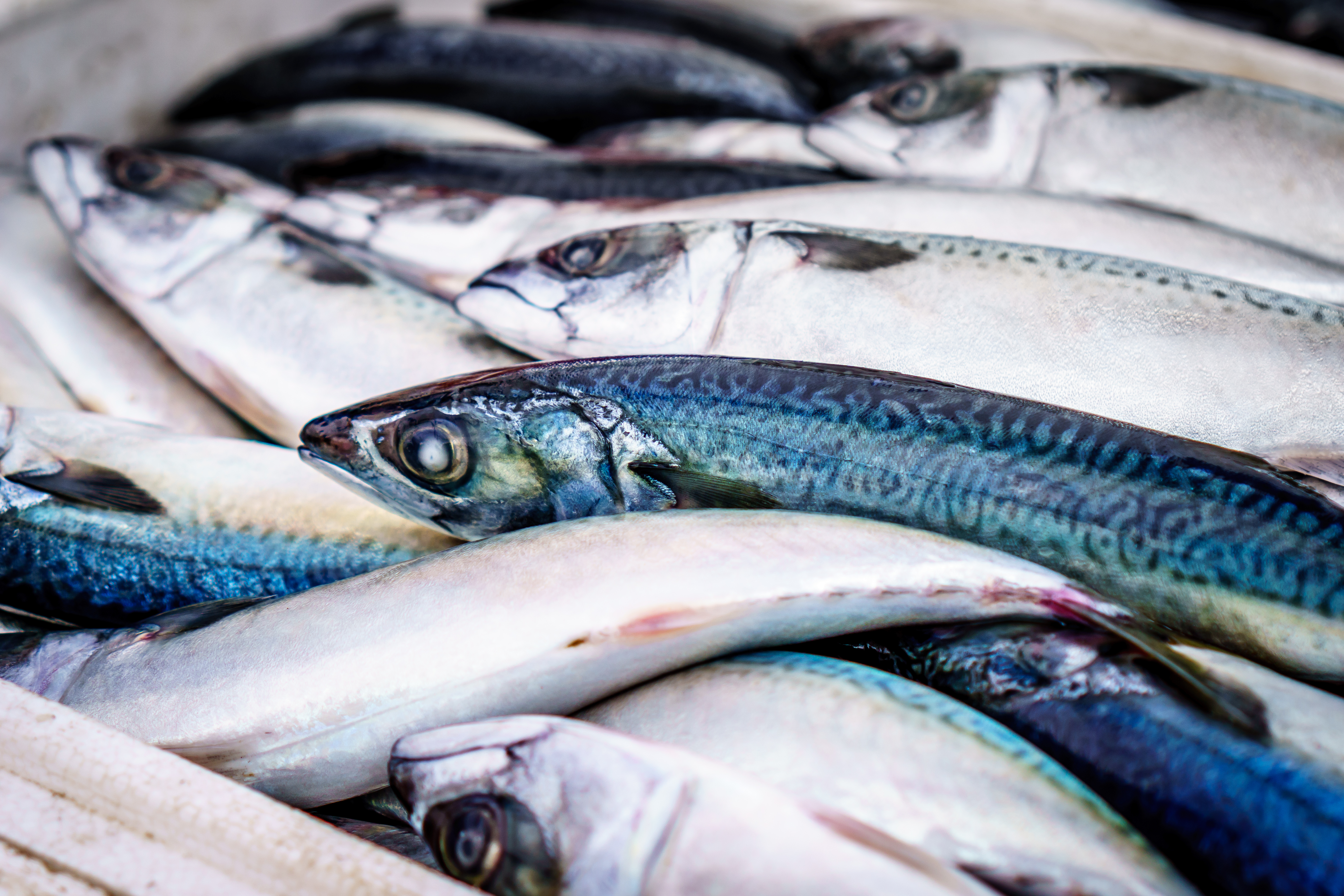 buy fresh mackerel near me