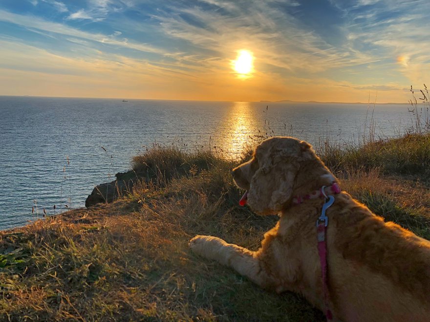 Dog-friendly Places in St Brides Bay | Coastal Cottages of Pembrokeshire