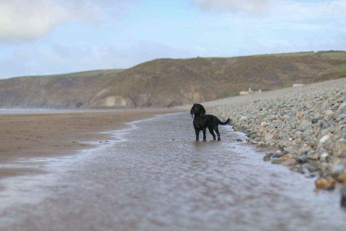 The Top 4 Dog Friendly Beaches and Pubs in Pembrokeshire