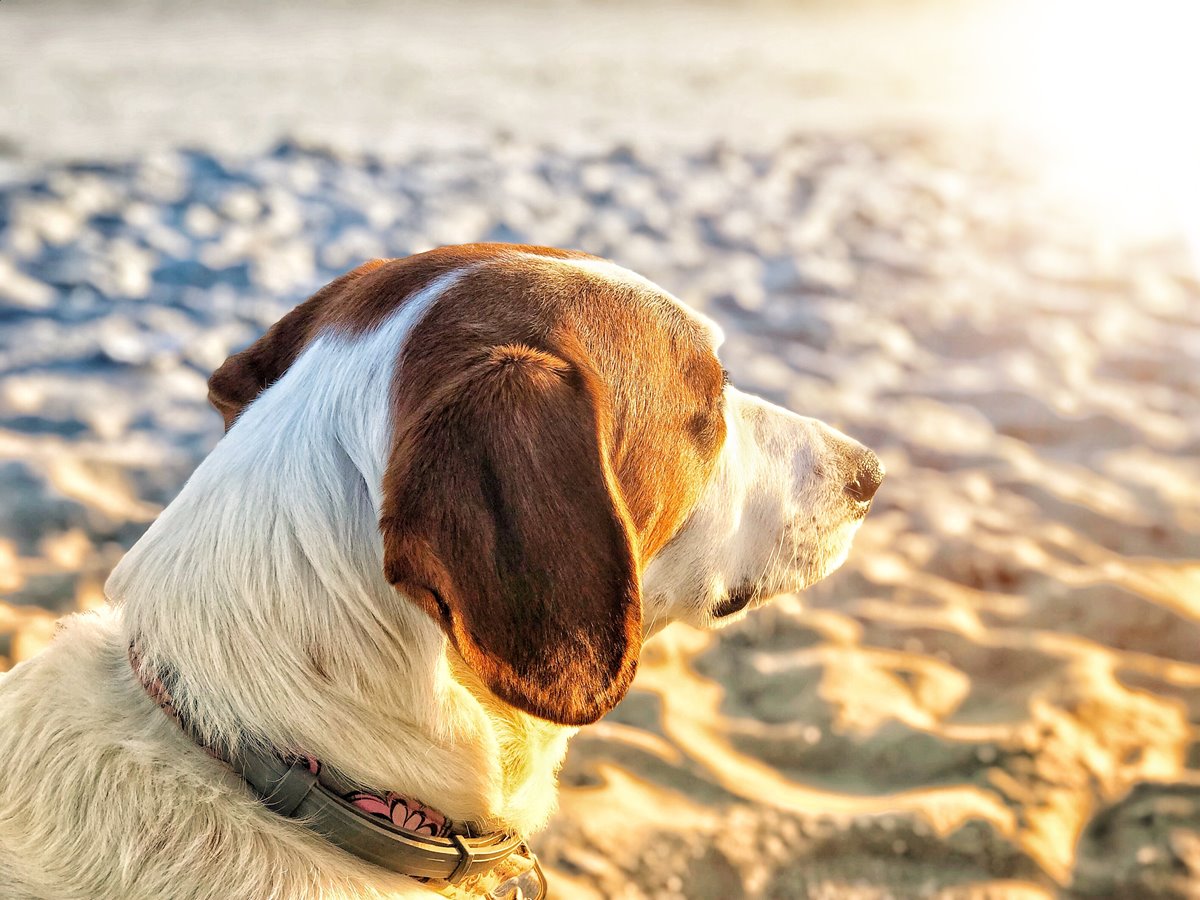 does tenby beach allow dogs