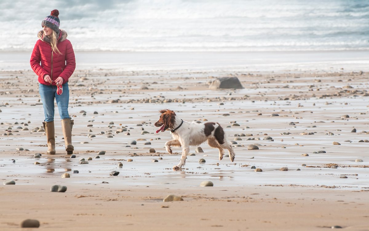 does tenby beach allow dogs